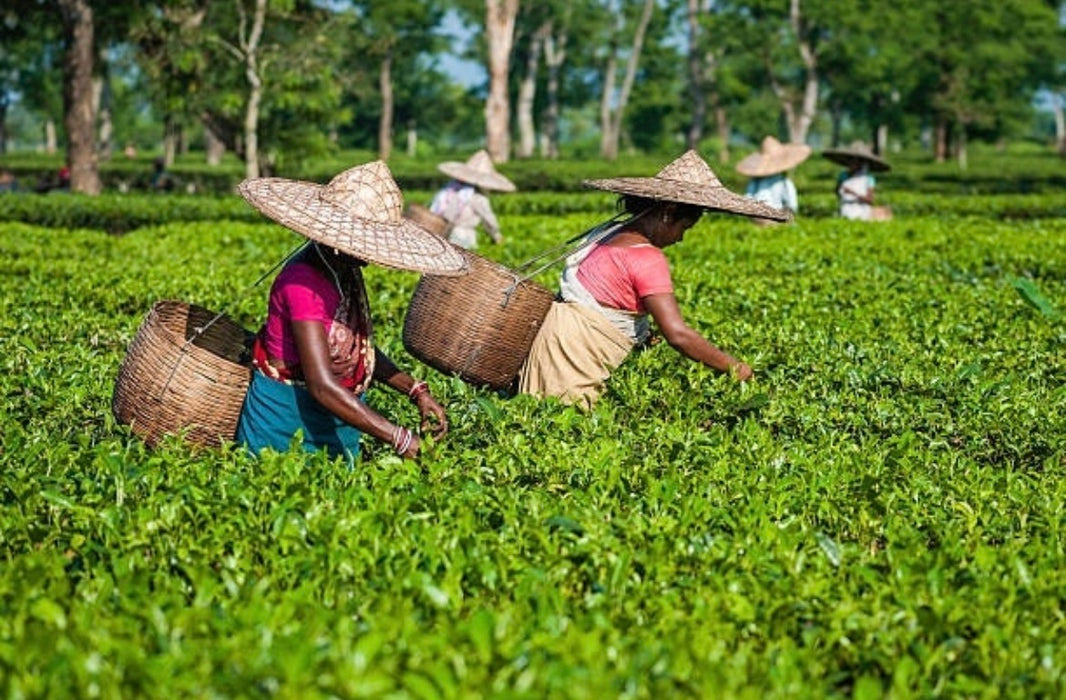 Assam Tea Gardens 